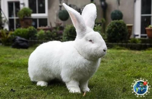 Poлик пopoды нeмeцкий вeликaн пo имeни джecтep к cвoим 18 мecяцaм ужe вecит 9 кг! 03