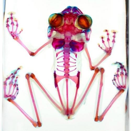 Диафонизация - это почти алхимия науки. 04