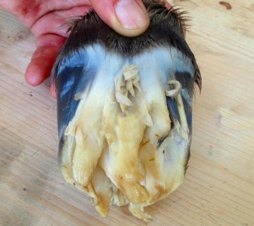 Природа - великий инженер, и копыта новорожденных жеребят - одно из самых удивительных её изобретений. 01 Природа - великий инженер, и копыта новорожденных жеребят - одно из самых удивительных её изобретений. 01