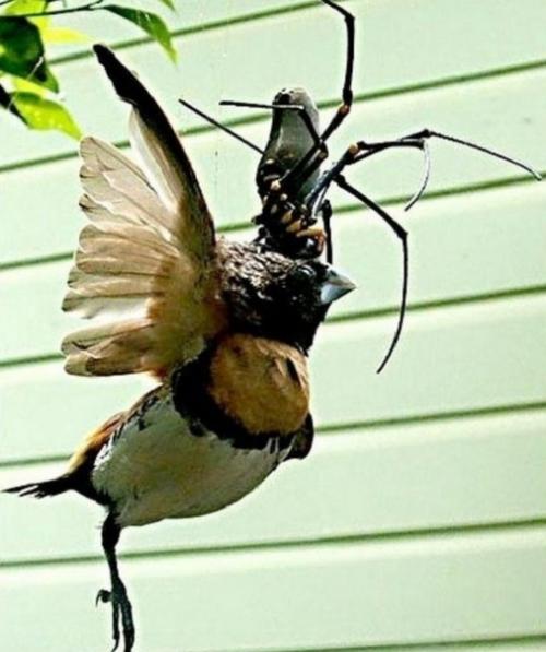 Хотите побыть в Австралии? 05