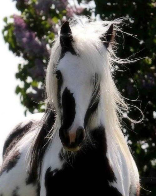 Господь, сотворив лошадь, сказал ей: с тобой не сравнится ни одно животное; все земные сокровища лежат между твоими глазами. 03