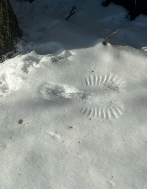 Другой уровень Снежных Ангелов. 08