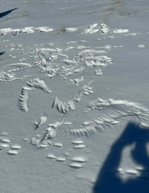 Другой уровень Снежных Ангелов. 01