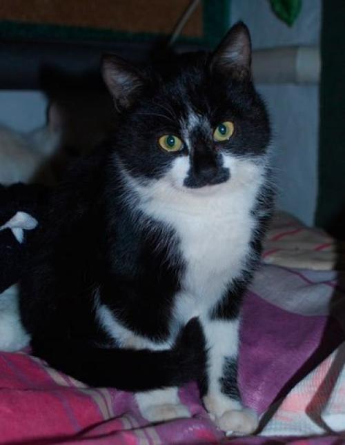 Отец - герой.  Кошка, подкармливающая шестерых щенков мышками оказалась котом. 02