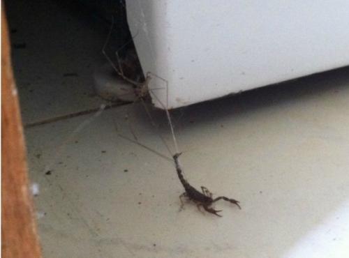 Хотите побыть в Австралии? 03