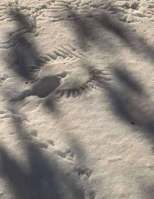 Другой уровень Снежных Ангелов. 05