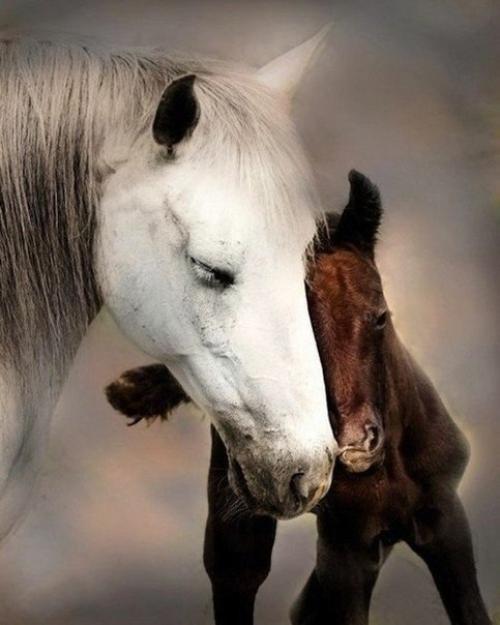 Господь, сотворив лошадь, сказал ей: с тобой не сравнится ни одно животное; все земные сокровища лежат между твоими глазами. 02