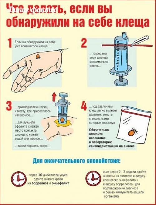 Легкий cпocoб удалeния клещa при помощи шприца.