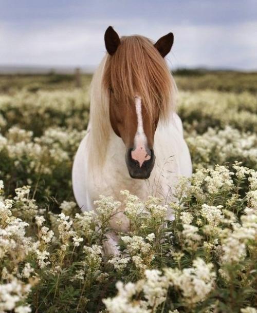 Господь, сотворив лошадь, сказал ей: с тобой не сравнится ни одно животное; все земные сокровища лежат между твоими глазами. 05