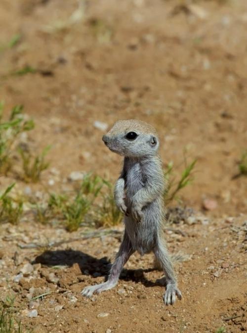 Мини - страж пустыни.
