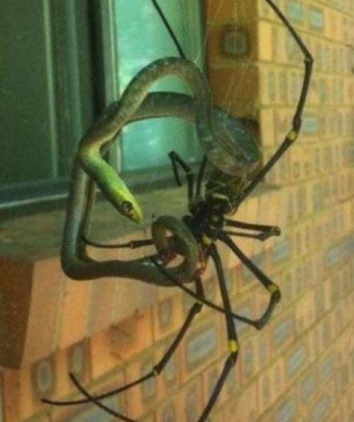 Хотите побыть в Австралии? 06