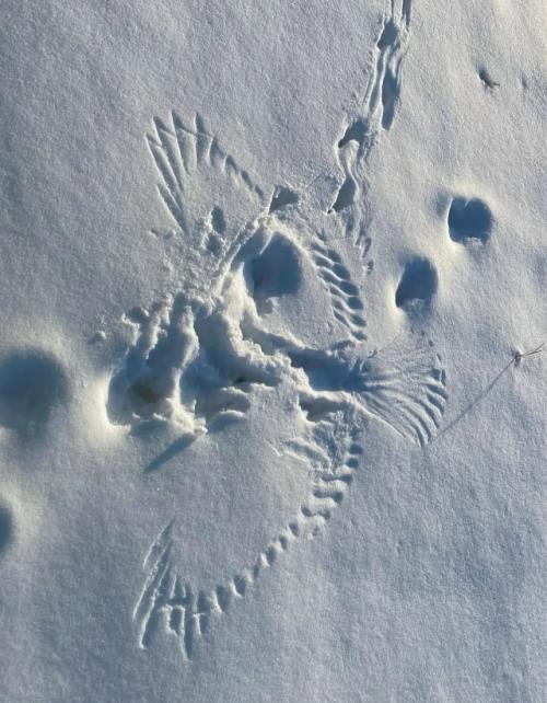 Другой уровень Снежных Ангелов. 03