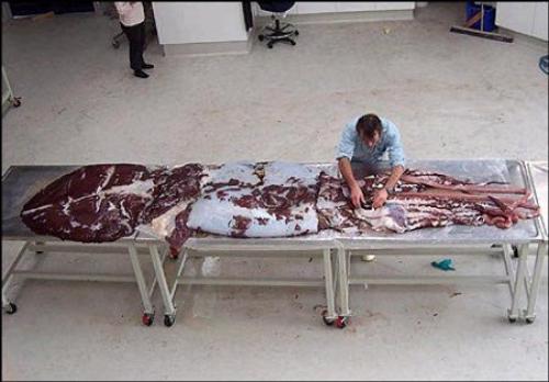 Кальмар огромнейших размеров был выловлен судном рыбаков в районе Антарктики ещё в конце февраля 2007 года.