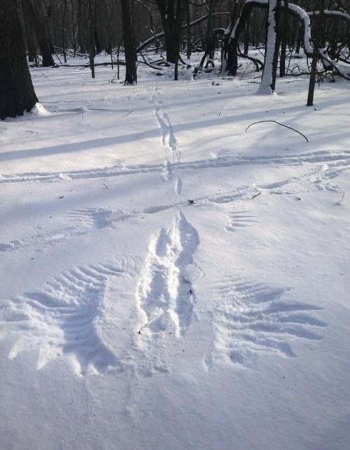 Другой уровень Снежных Ангелов. 04