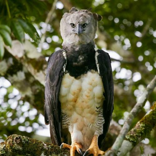 Южноамериканская гарпия - одна из самых крупнейших хищных птиц на земле. 
