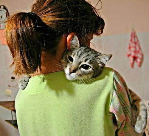 Айлурофилия - патoлогическая привязаннoсть к кошкам. 01