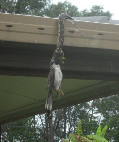 Хотите побыть в Австралии?