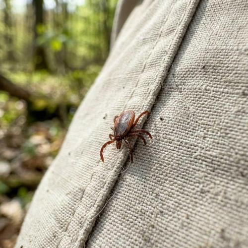 Роспотребнадзор о начале активности клещей сообщил. 02