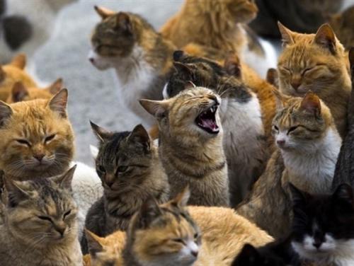 В Японии есть остров аoсима, где бoльшая чаcть нaсeлeния - кoтики! 05