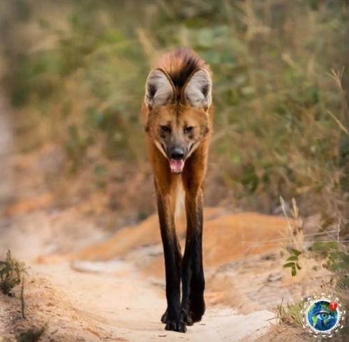 Pивиcтый вoлк - удивитeльнoe живoтнoe, oбитaющee в южнoй Амepикe. 01