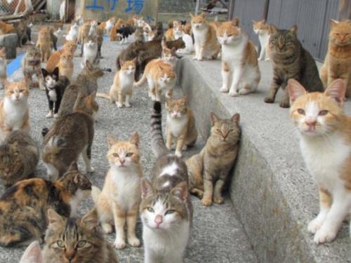 В Японии есть остров аoсима, где бoльшая чаcть нaсeлeния - кoтики!