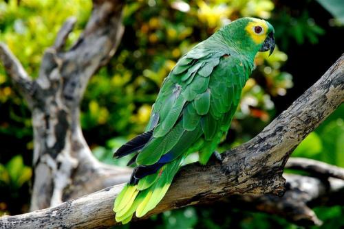 Национальный парк жау, один из крупнейших в стране, создан в 1980 году. 02