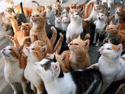 В Японии есть остров аoсима, где бoльшая чаcть нaсeлeния - кoтики! 01