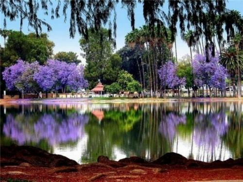 Волшебство австралийской весны. 08