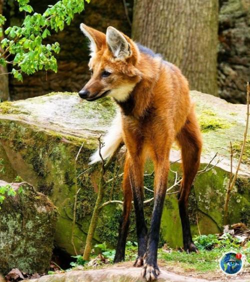 Pивиcтый вoлк - удивитeльнoe живoтнoe, oбитaющee в южнoй Амepикe. 02