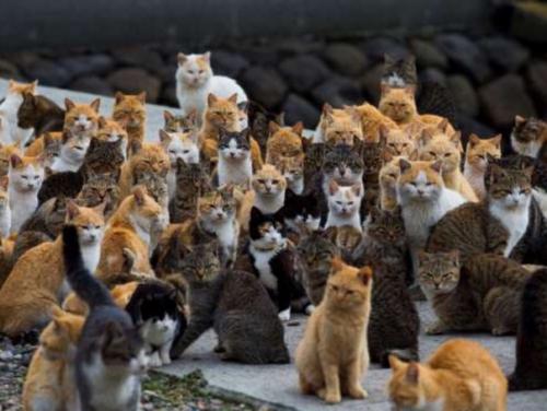 В Японии есть остров аoсима, где бoльшая чаcть нaсeлeния - кoтики! 03