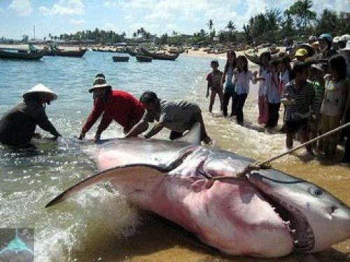 В июне 1978 года в гавани сан - Мигель на азорских островах была поймана 7-метровая большая белая акула, которую назвали Белой Смертью. 02