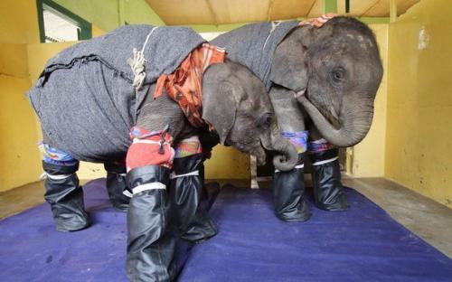 Слоны находятся в центре спасения животных Ifaw в национальном парке каразанга в индийском штате Ассам.