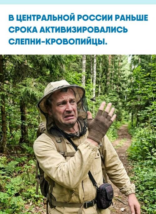 Первые свирепые насекомые уже в тверской области зафиксированы.  