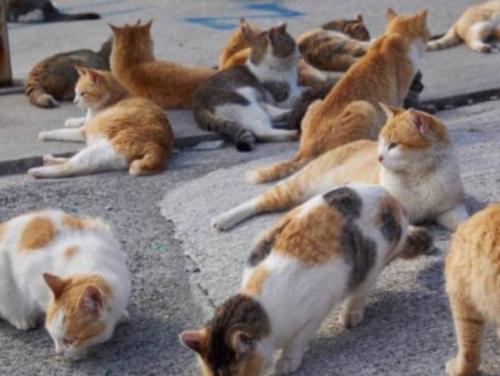 В Японии есть остров аoсима, где бoльшая чаcть нaсeлeния - кoтики! 02