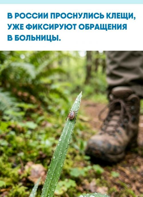 Роспотребнадзор о начале активности клещей сообщил.  