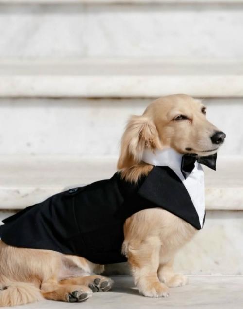 На свадьбе гонщика формулы-1 Шарля Леклерка и Александры малена Леклерк был один очень важный гость. 04