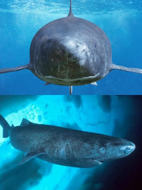 Гренландская акула живет 400 лет (или даже 500), дольше всех среди позвоночных животных.  