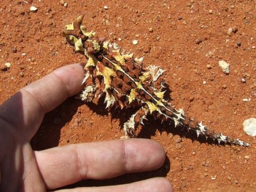 Молох или Колючий Дьявол - ящерица из семейства агамовых. 02