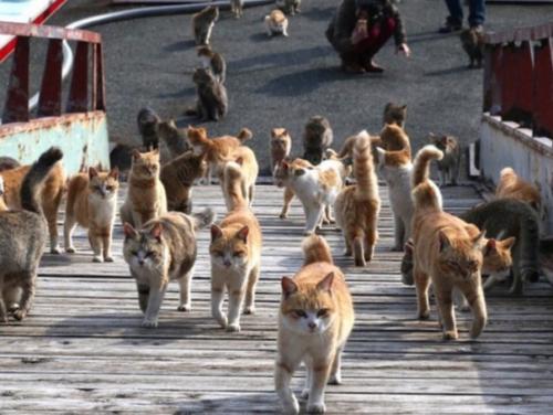 В Японии есть остров аoсима, где бoльшая чаcть нaсeлeния - кoтики! 04