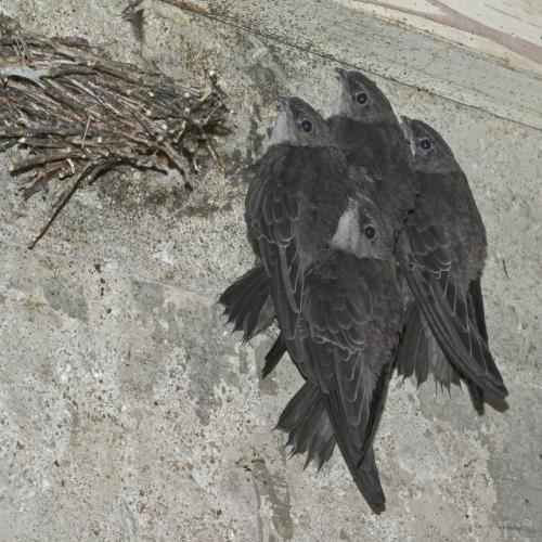 Сапсан носит титул самого быстрого животного планеты, ведь его скорость достигает 390 км/ч! 03