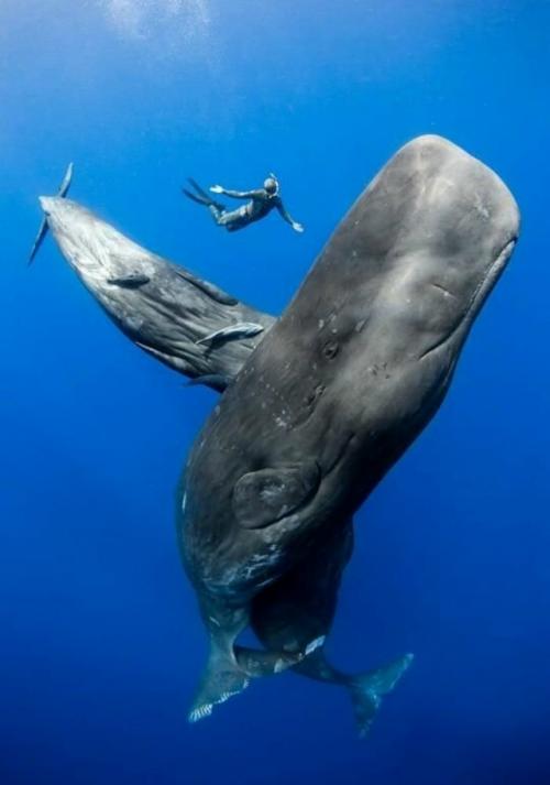 Кашалот звуком охотится.  