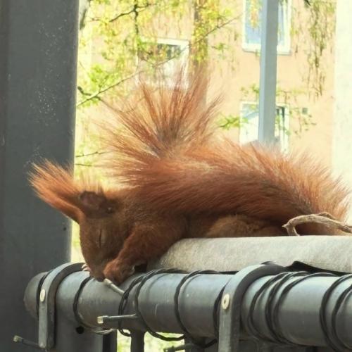 Эту белочку зовут Хэйзел - она часто заглядывает в гости к автору снимков. 03