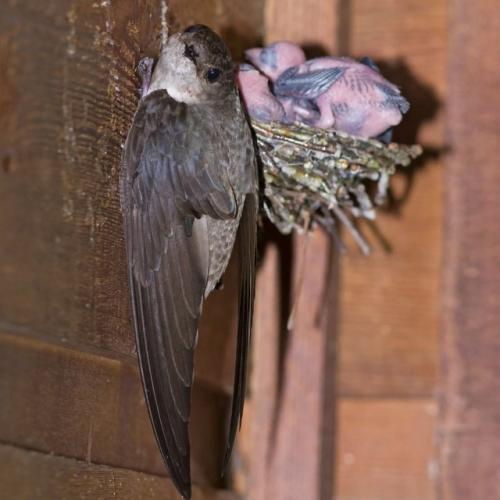 Сапсан носит титул самого быстрого животного планеты, ведь его скорость достигает 390 км/ч! 02