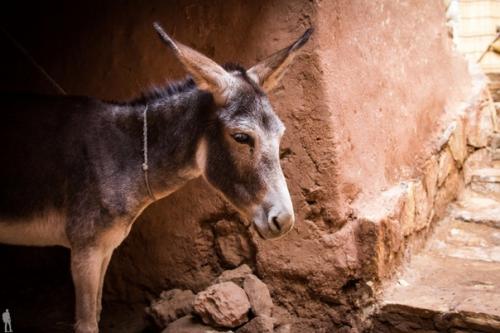 Марокко. Волшебный берег могучего атлантического океана вдобавок с лазурным гибралтарским проливом на севере не может не вызвать горькой зависти. 06