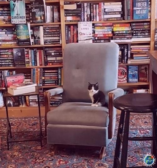 Анадe cовмecтили книжный магазин c приютом для котят. 01