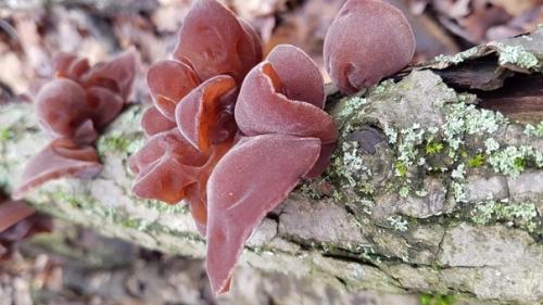 Это не фотошоп, а иудино ухо. 01