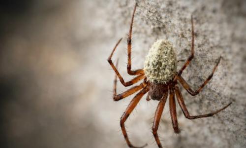 Этот энтомопатогенный гриб покрывает добычу мягким налётом, под которым скрывается мумия паука или щитовки. 02