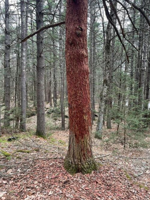 Как вы думаете, почему у этого дерева на фото цвет ствола сильно отличается от остальных? 


