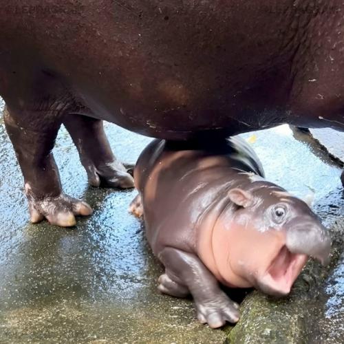 Животное покорило пользователей азиатских социальных сетей своей невероятной мимикой и драматичными реакциями на происходящее вокруг. 02