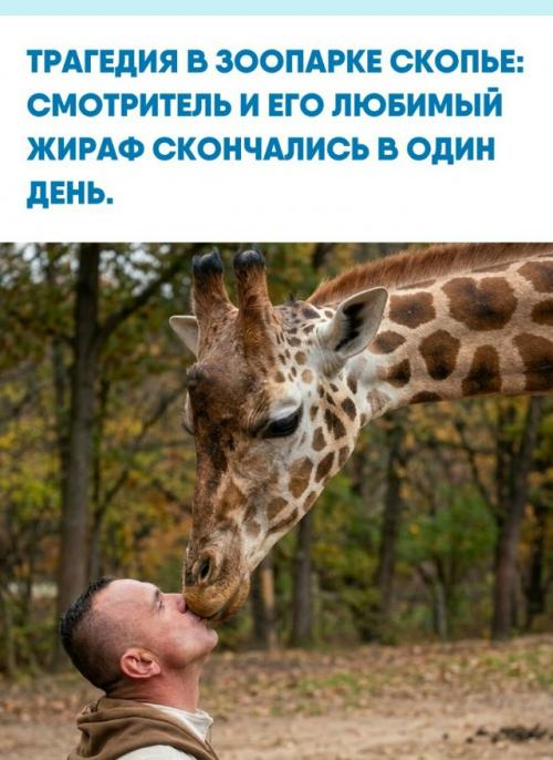 В столице северной Македонии произошел печальный инцидент, потрясший сотрудников местного зоопарка.  